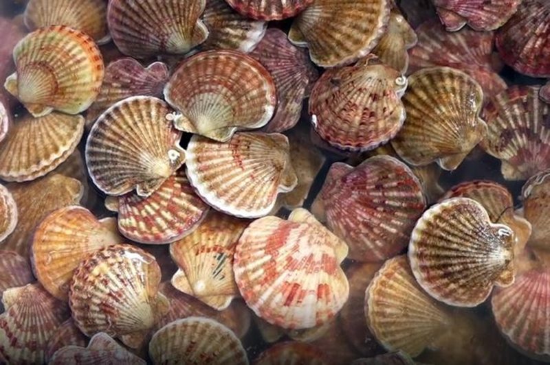 Mơ thấy sò điệp - 7 điềm báo & cách luận số