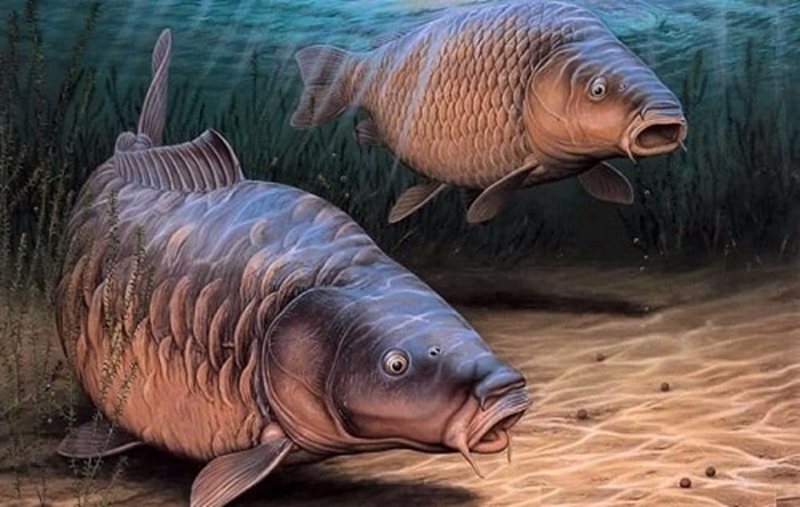 Mơ thấy cá hồi là điềm gì?